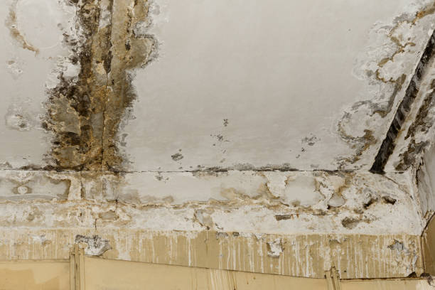 Professional Mold Inspection, Removal & Remediation in West Valley City, UT